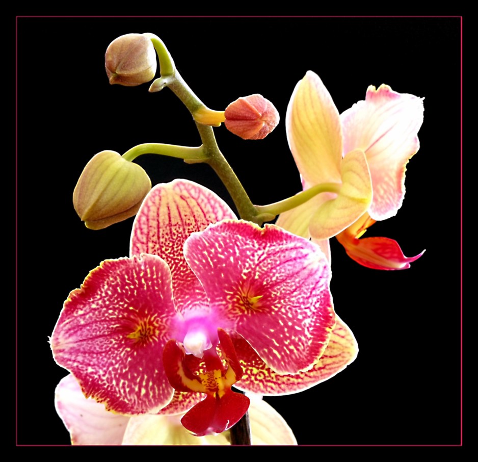 Phalaenopsis - Hybride