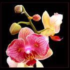 Phalaenopsis - Hybride