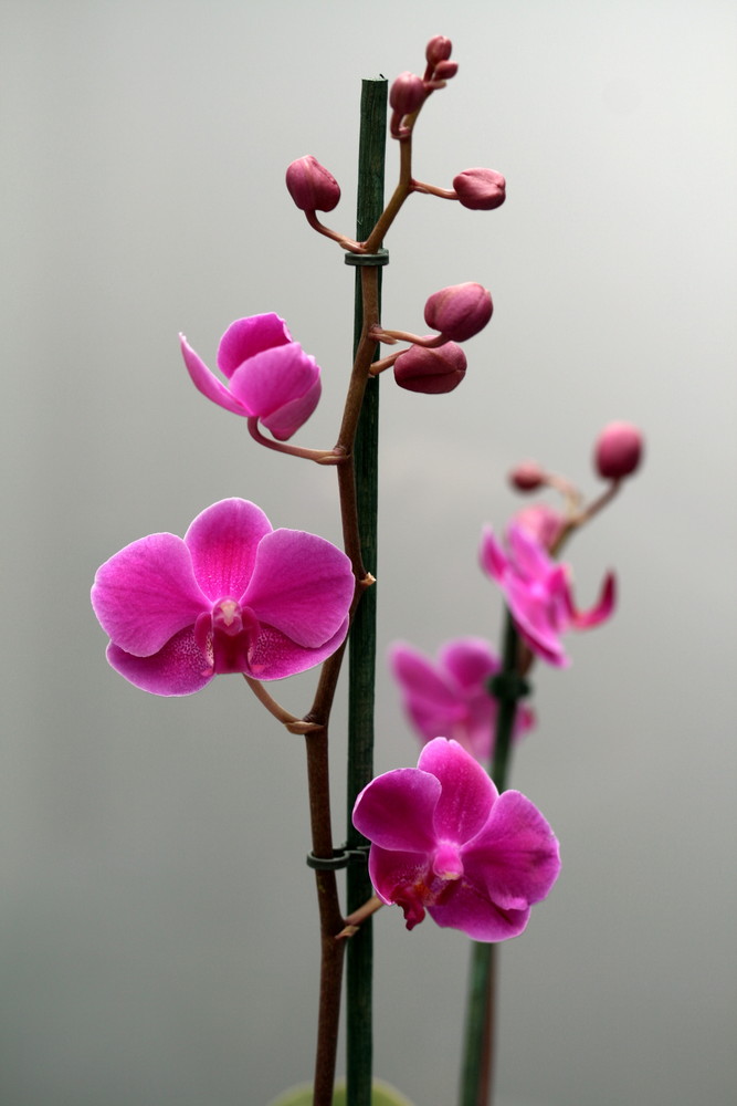 Phalaenopsis-Hybride