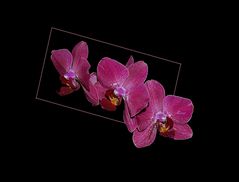 Phalaenopsis Hybride