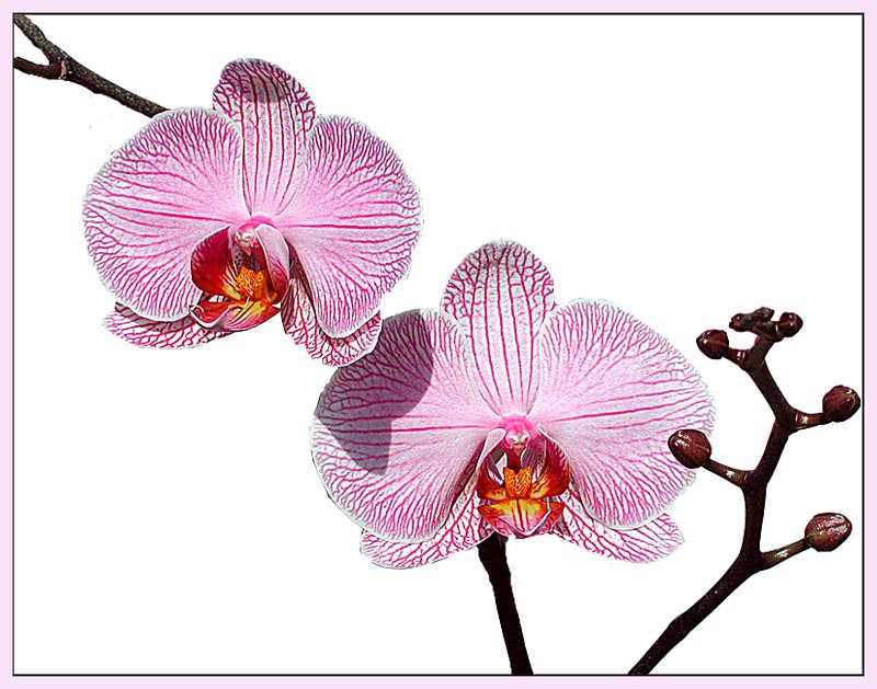 Phalaenopsis-Hybride