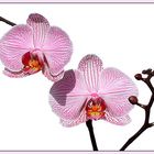 Phalaenopsis-Hybride