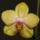 Phalaenopsis Hybride