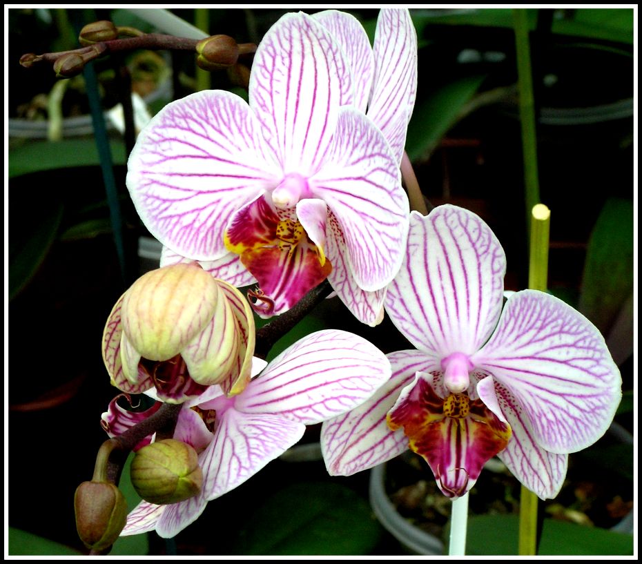 Phalaenopsis - Hybride A