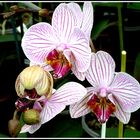 Phalaenopsis - Hybride A