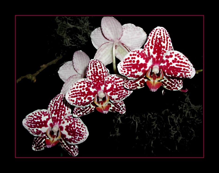 Phalaenopsis-Hybride