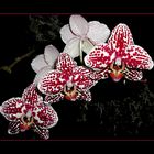 Phalaenopsis-Hybride