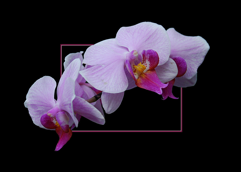 Phalaenopsis Hybride