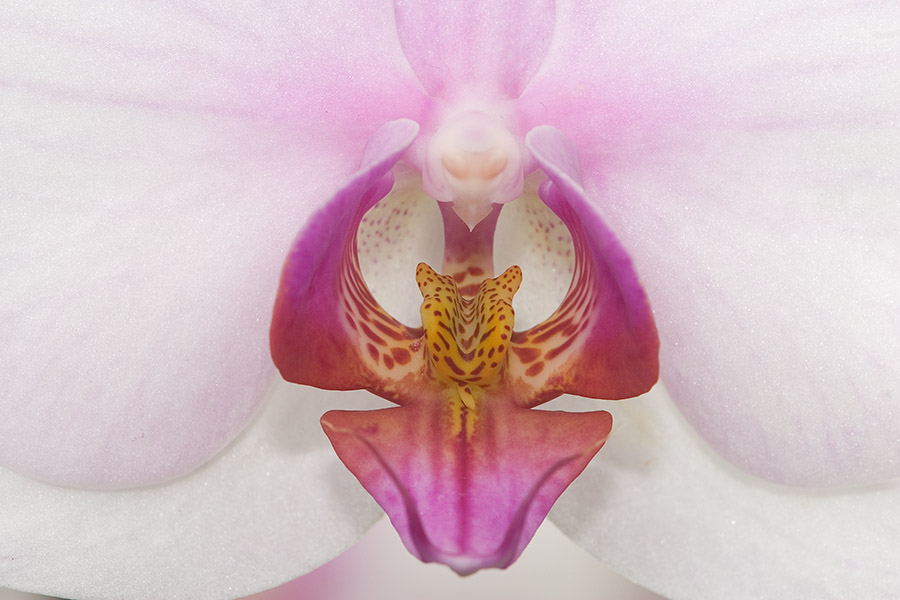 Phalaenopsis Hybride