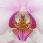 Phalaenopsis Hybride