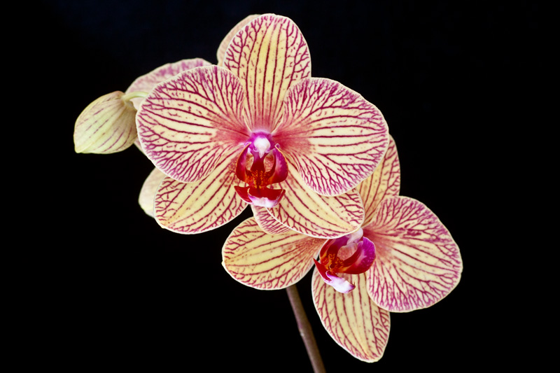 Phalaenopsis Hybride