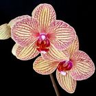 Phalaenopsis Hybride