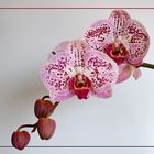 Phalaenopsis- Hybride