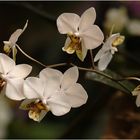 Phalaenopsis Hybride