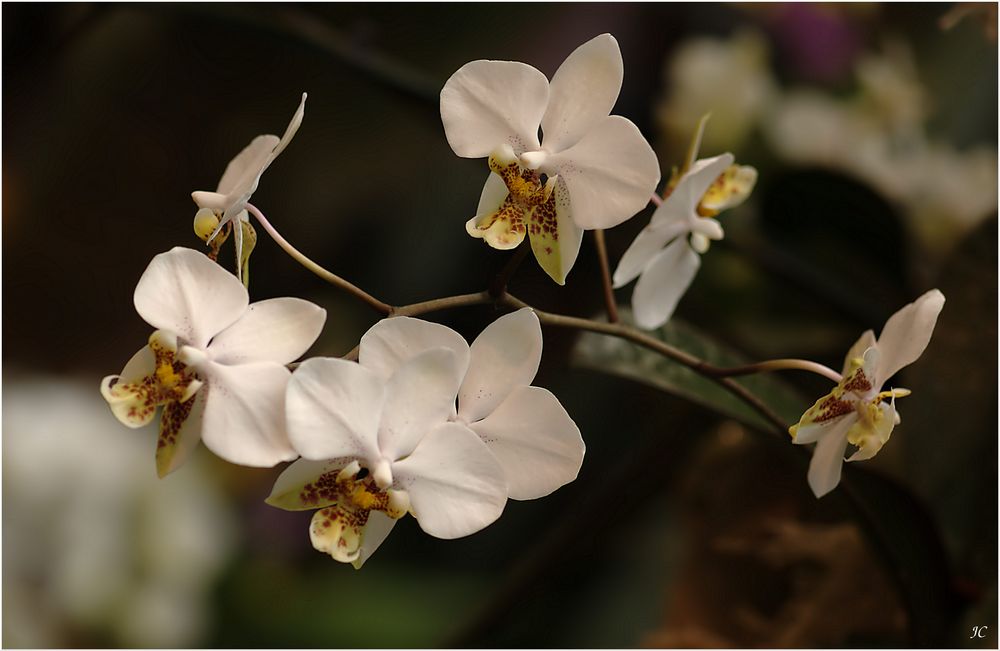 Phalaenopsis Hybride