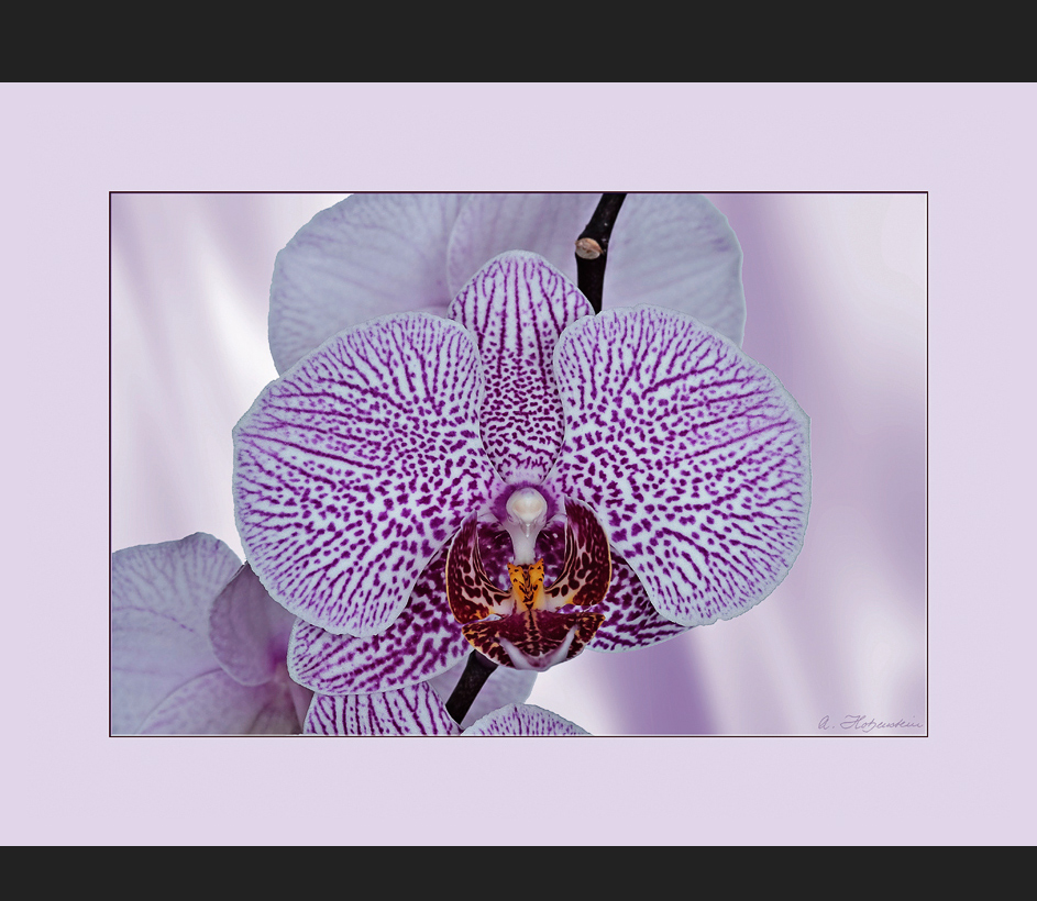 Phalaenopsis-Hybride.....