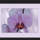 Phalaenopsis-Hybride.....
