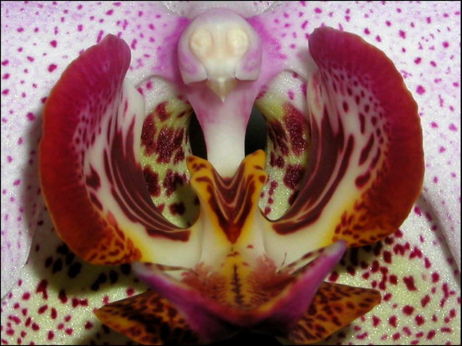 Phalaenopsis-Hybride (Innenleben)