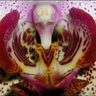 Phalaenopsis-Hybride (Innenleben)