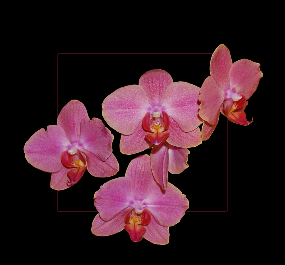 Phalaenopsis-Hybriden