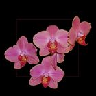 Phalaenopsis-Hybriden