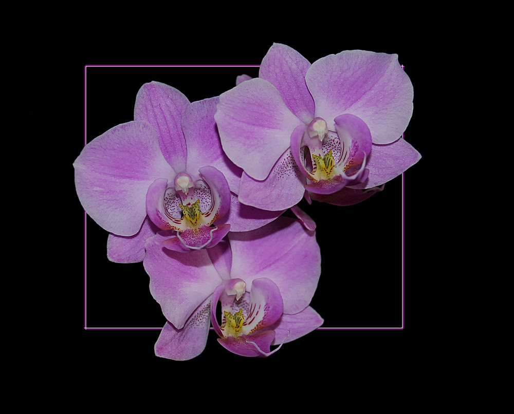 Phalaenopsis Hybriden