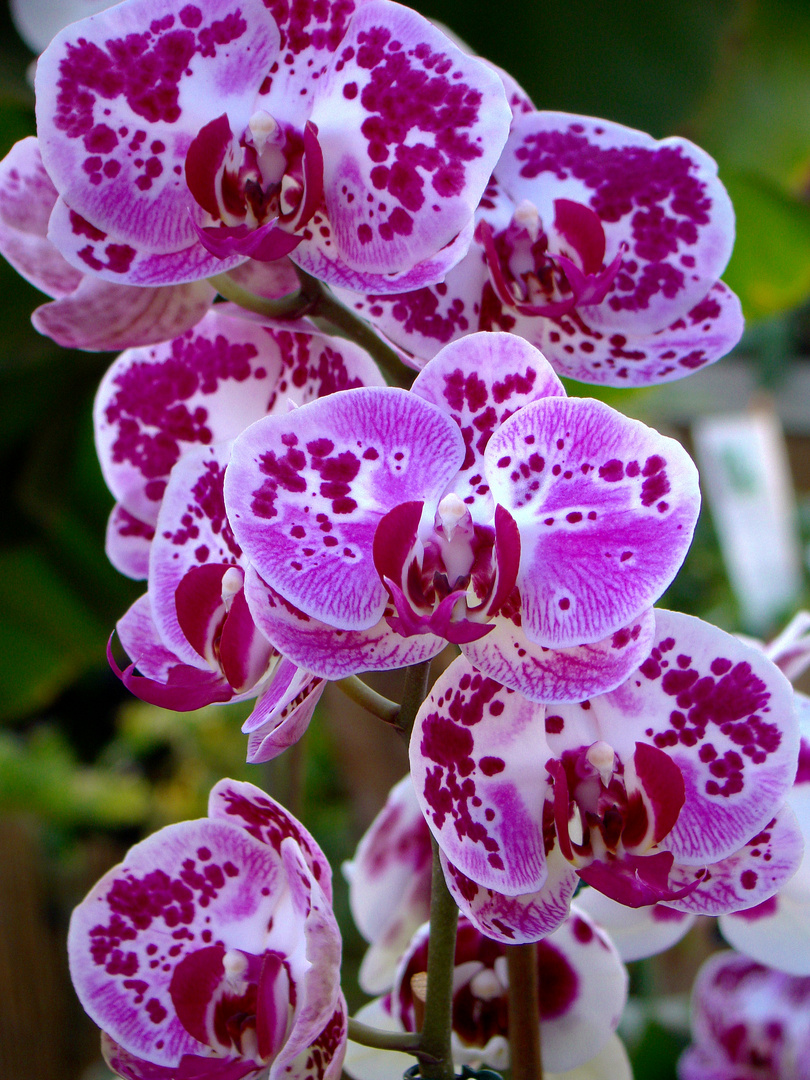 Phalaenopsis Hybriden