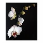 Phalaenopsis I