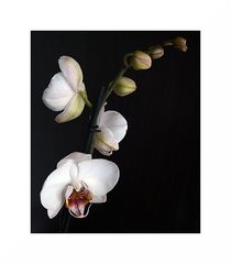 Phalaenopsis I