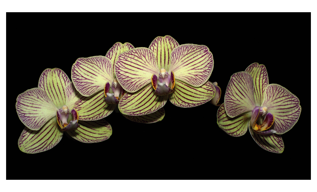 Phalaenopsis I