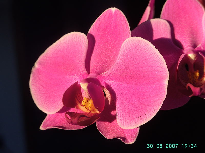 Phalaenopsis I