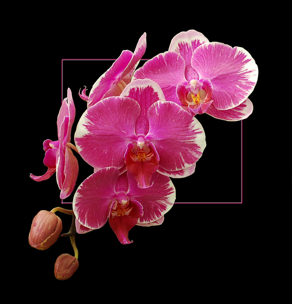 Phalaenopsis I