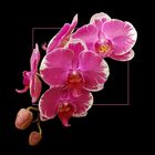 Phalaenopsis I