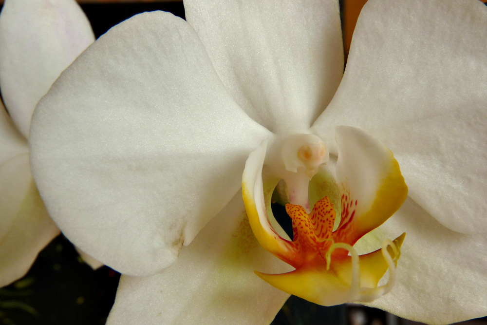 Phalaenopsis I