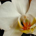 Phalaenopsis I