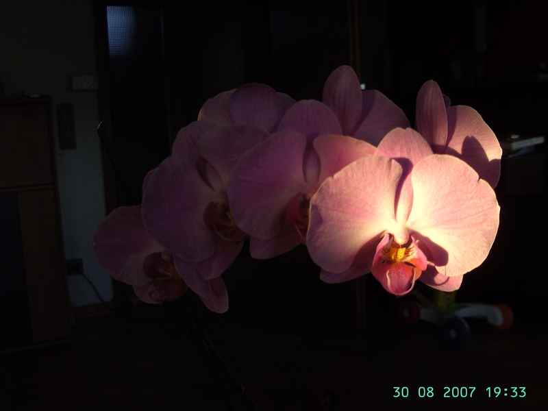 Phalaenopsis II