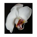 Phalaenopsis II