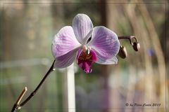 * Phalaenopsis II *