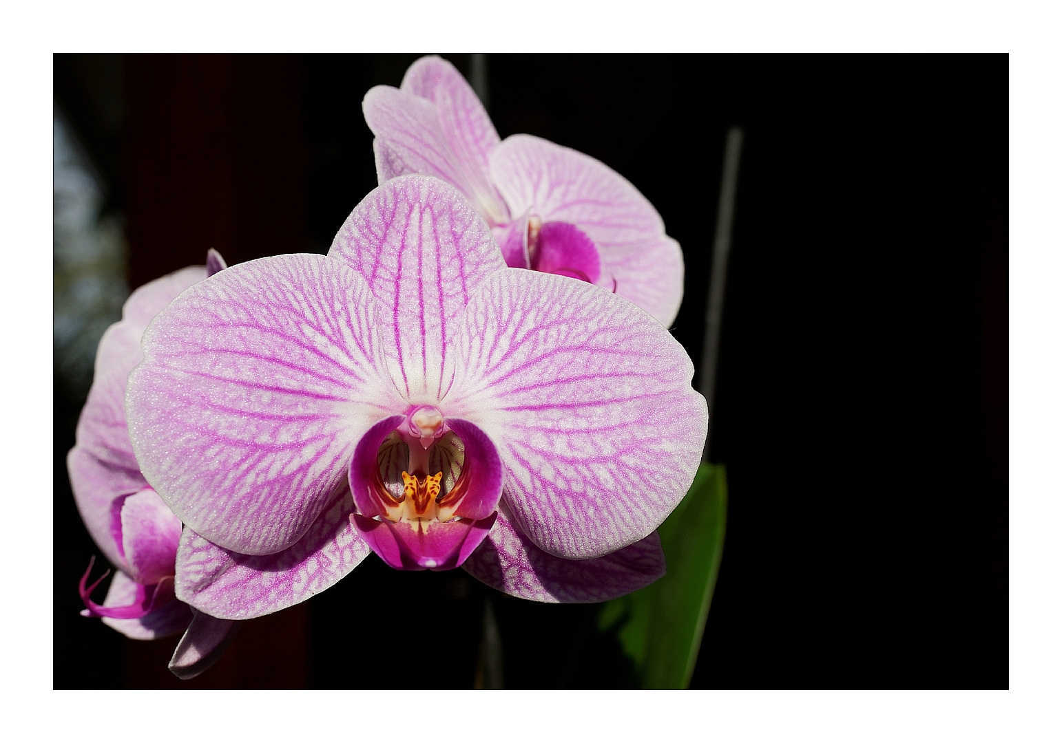 Phalaenopsis II