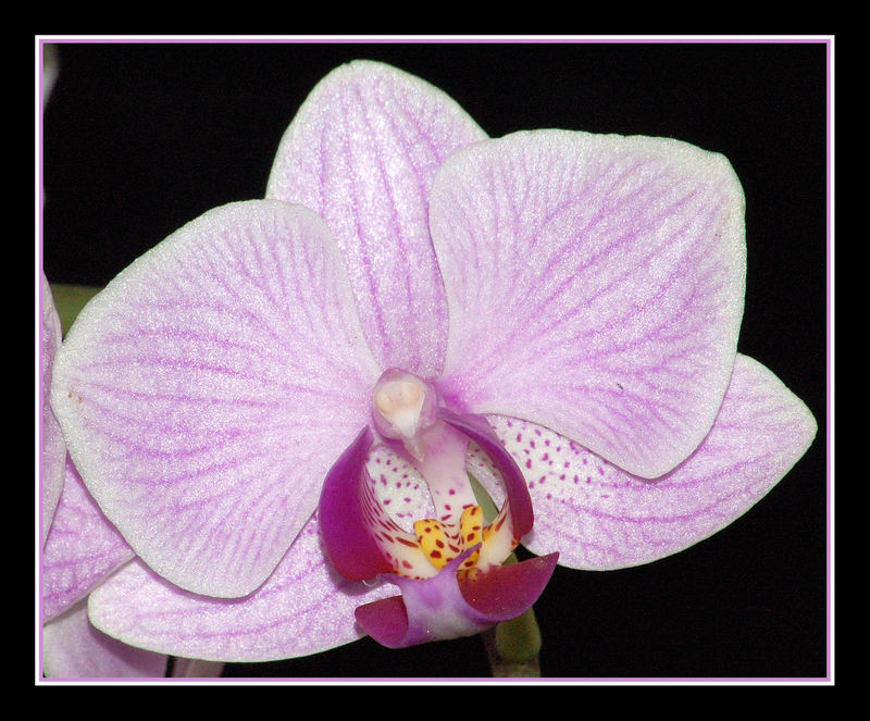 Phalaenopsis II