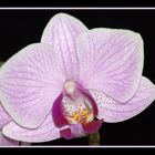 Phalaenopsis II