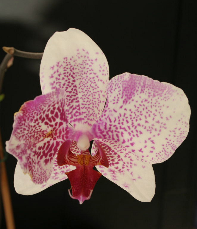 Phalaenopsis II