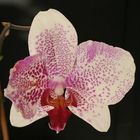 Phalaenopsis II