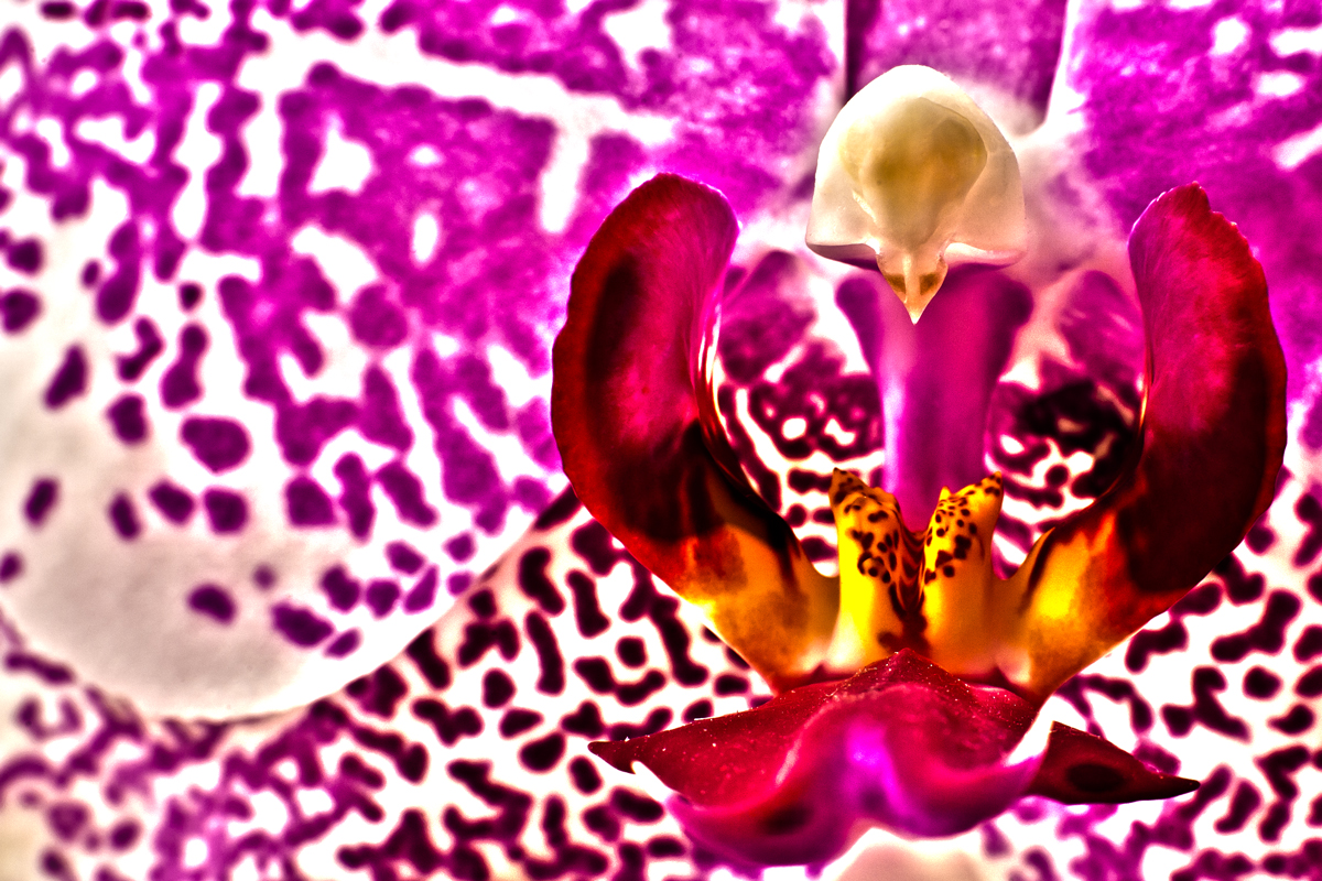 Phalaenopsis II