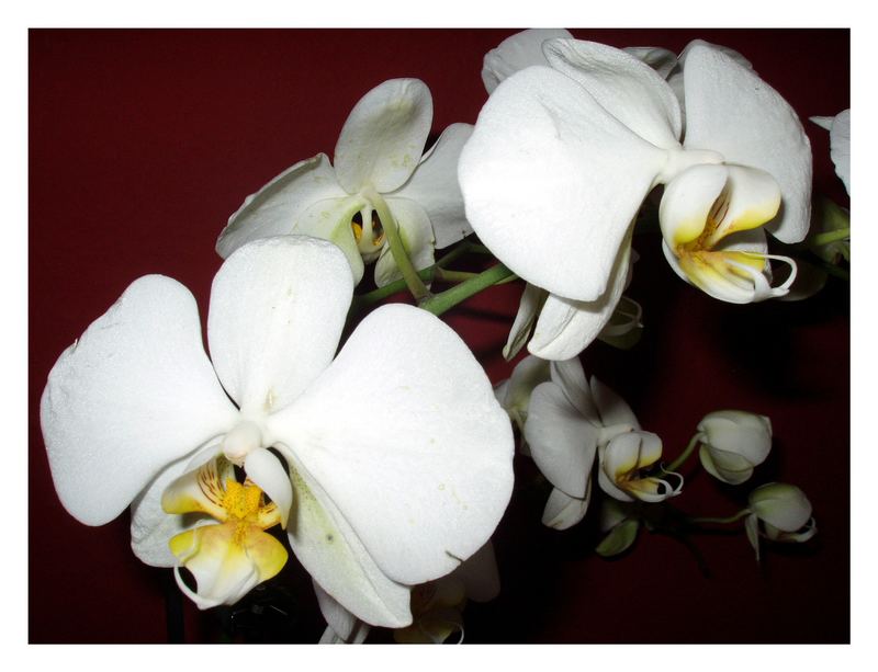 Phalaenopsis II