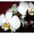 Phalaenopsis II