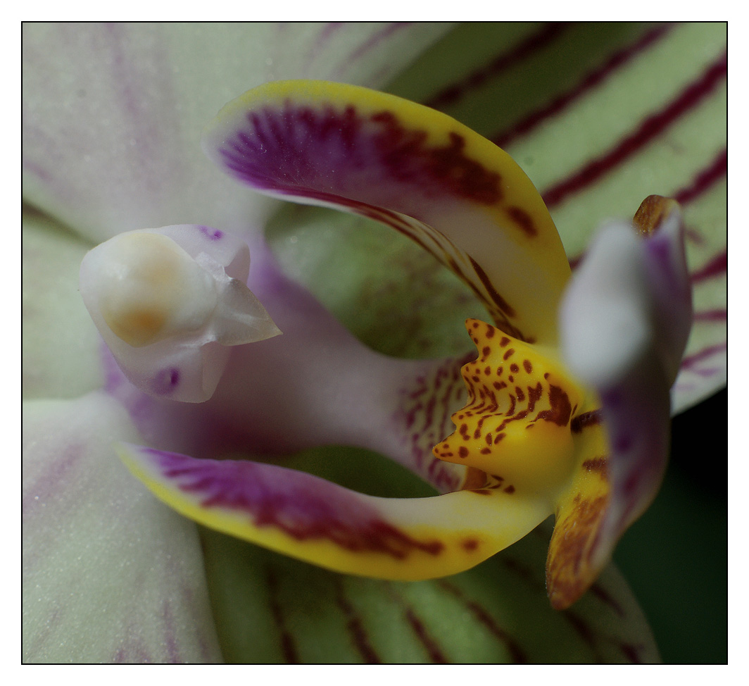 Phalaenopsis II