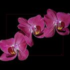 Phalaenopsis II