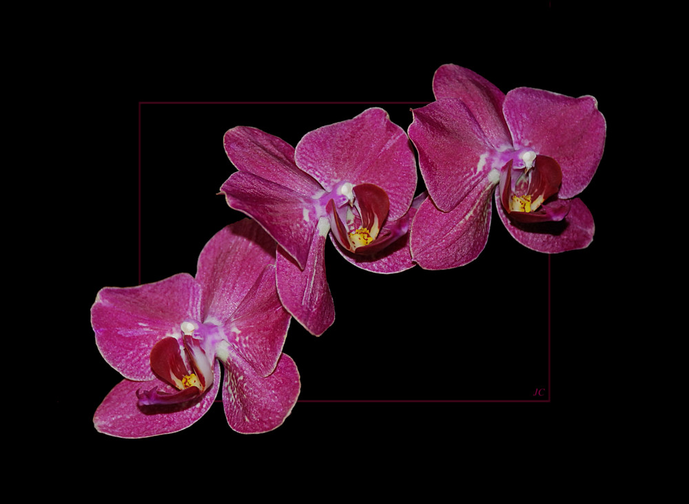 Phalaenopsis II