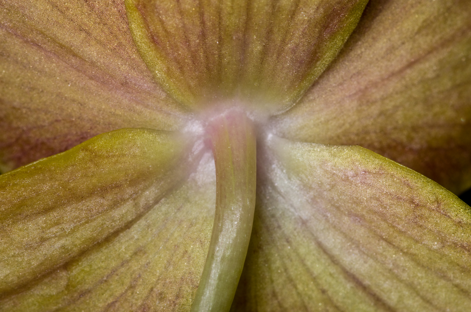 Phalaenopsis III